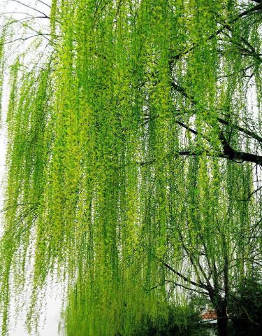 1)将柳树嫩枝去叶子后,剪成小段或砸烂后放入清水中,盖上盖子,浸