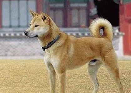 厉害了,中华田园犬不输名贵犬,在外国价格惊人!