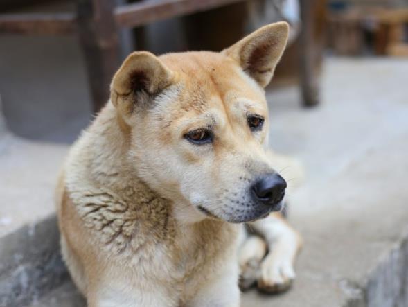 厉害了,中华田园犬不输名贵犬,在外国价格惊人