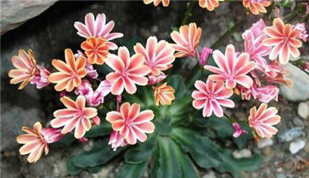 如何催露露花:鹿尾花开花次数较多,对养分的需求也较多,从5月份开始