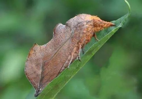 2,大量繁殖赤眼蜂,在柑橘園周圍釋放.3,物理誘殺成蟲.4,選用有機磷類