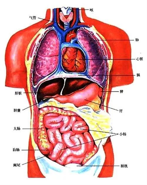 大全集:人體內臟器官詳細分佈圖及主要功效