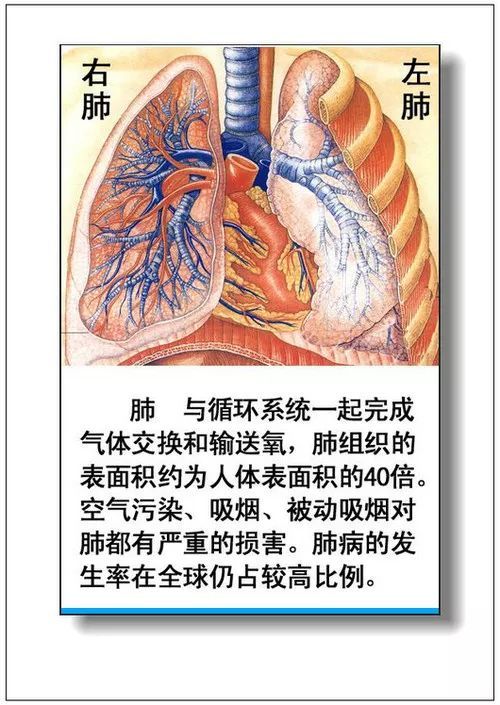 大全集:人體內臟器官詳細分佈圖及主要功效