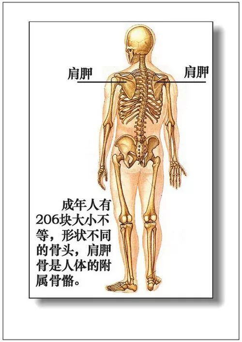 大全集:人體內臟器官詳細分佈圖及主要功效