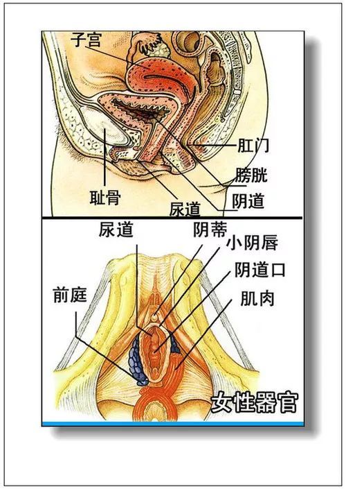 人体器官是由多种组织构成的能行使一(特)定功能的结构单位叫做器官.