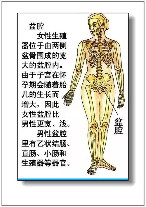 大全集:人体内脏器官详细分布图及主要功效