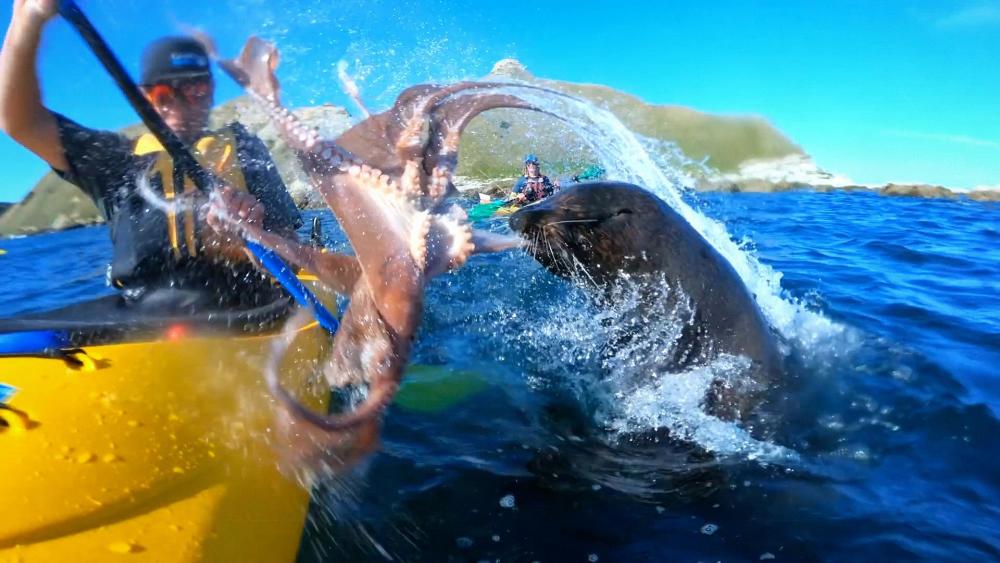 海豹叼个大乌贼撞向小船,以为它来送礼,没想到