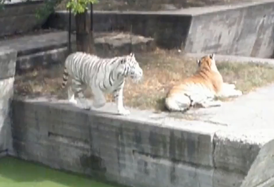 被追杀孔雀却淡定游泳,白虎看了眼碧水