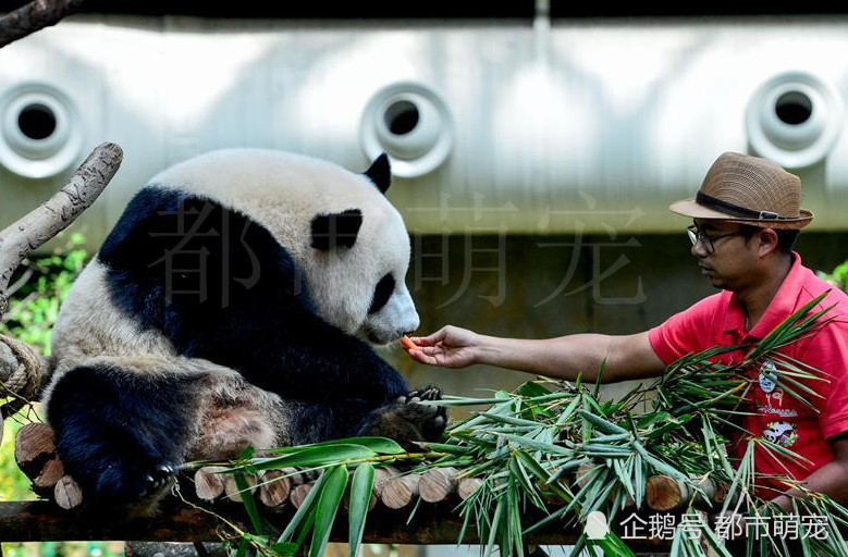 养熊猫到底多烧钱?马来西亚:看看我们动物园的