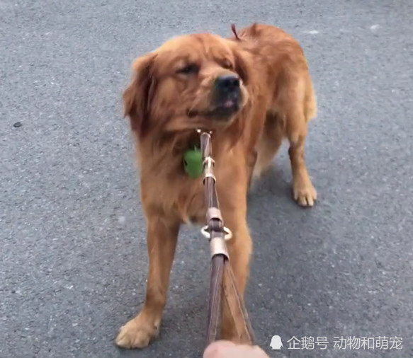 门容易回家难,好几十斤的大金毛不愿回家,急的