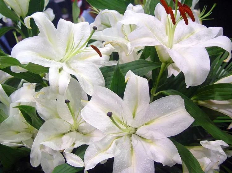 这18种百合花真漂亮 收藏啦 腾讯新闻