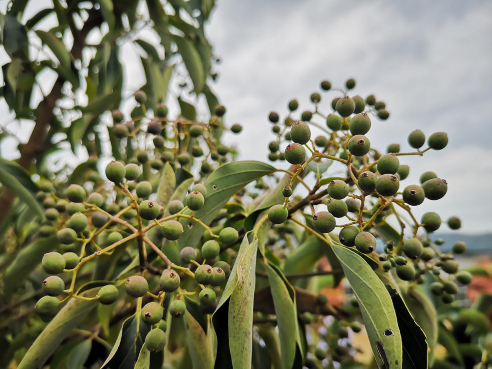 光皮梾木"长油生金", 于都县创中国"森林油田"产业新模式