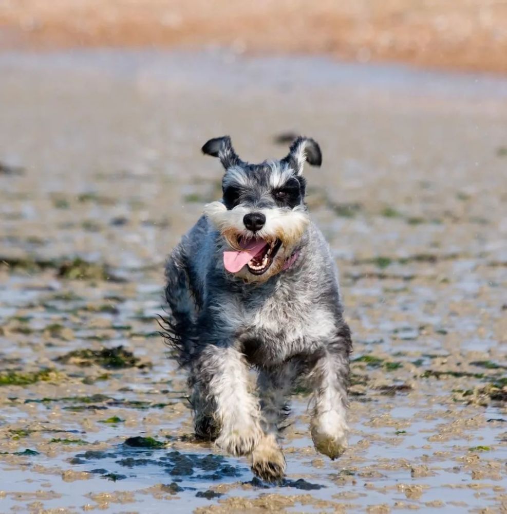 纯种犬的悲哀:你永远不知道我笑容背后的难过