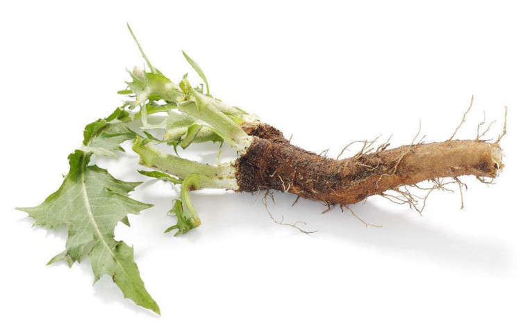 苦苣根可与病原菌的外源凝集素特异性结合,促进肠道蠕动,减少电解质和