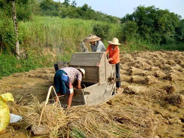 打谷子咯荆门农村这些打谷子的工具你还记得几个