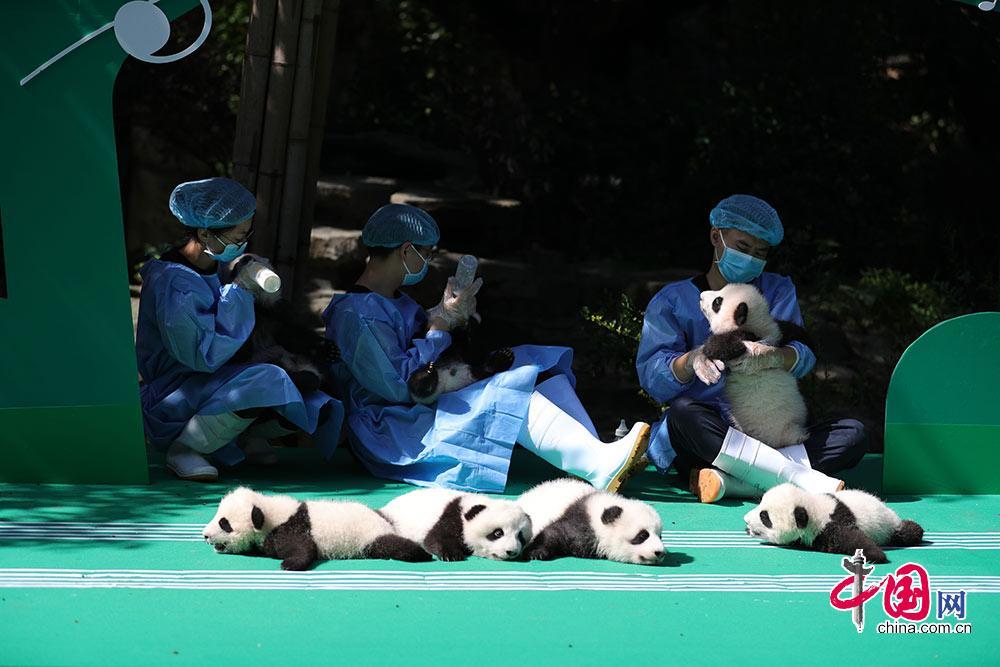 熊猫界两大天团国庆前夕亮相现场"凑乐"一个个圆滚滚太可爱!