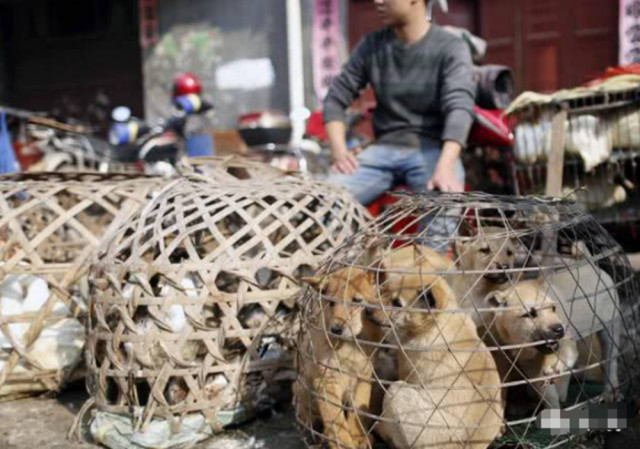 狗贩当着小狗面杀狗妈妈,看到小狗露出的神情,顿时让人痛心不已