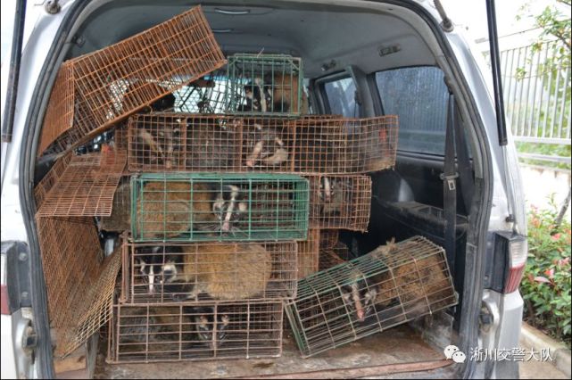 淅川交警查获非法运输野生动物案 驾驶人被移交派出所接受调查