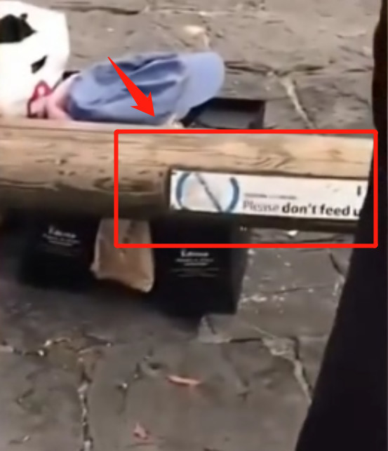 中国女游客在瑞士景区强抓天鹅脖子引热议,网