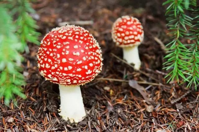 野生菌很好吃 不熟悉请不要采 这些野生菌都有一定毒性 死亡帽 蘑菇 野生菌