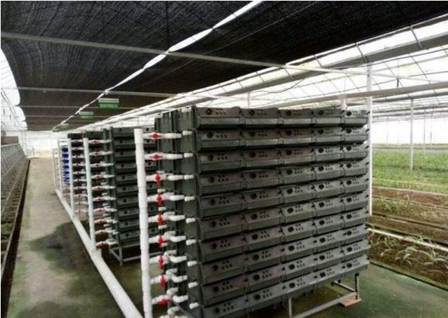 注意啦室内立体养殖小龙虾的骗局大揭密你上当了吗