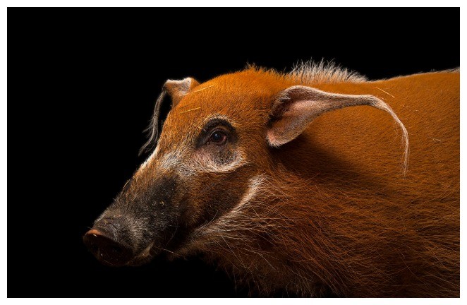 非洲野猪泛滥，当地人越吃越多，只得求助中国吃货来帮忙