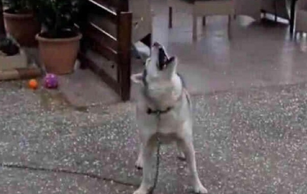 士奇对着天空一顿怒骂:我出门逛街,你下什么冰雹