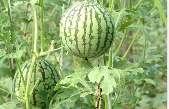 《延禧攻略》到《如懿传》看郑州版宫斗,各位