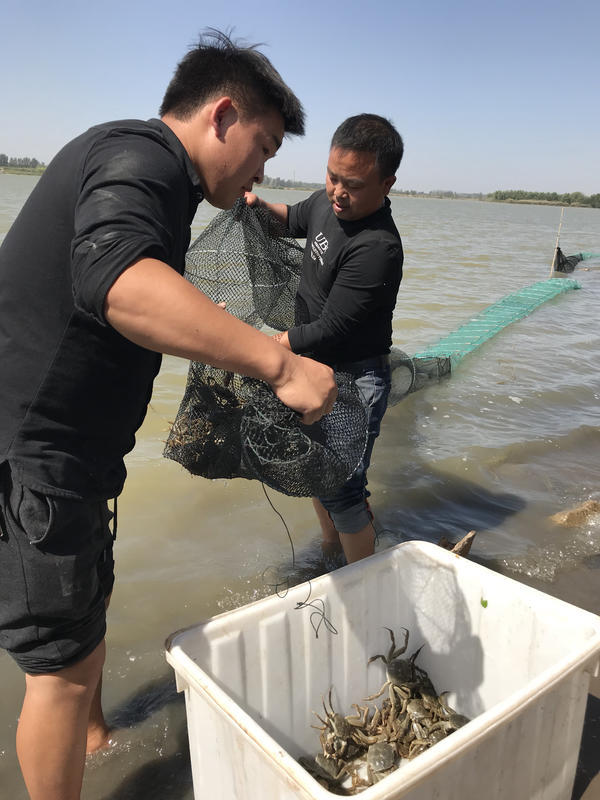 郑州雁鸣湖大闸蟹图片