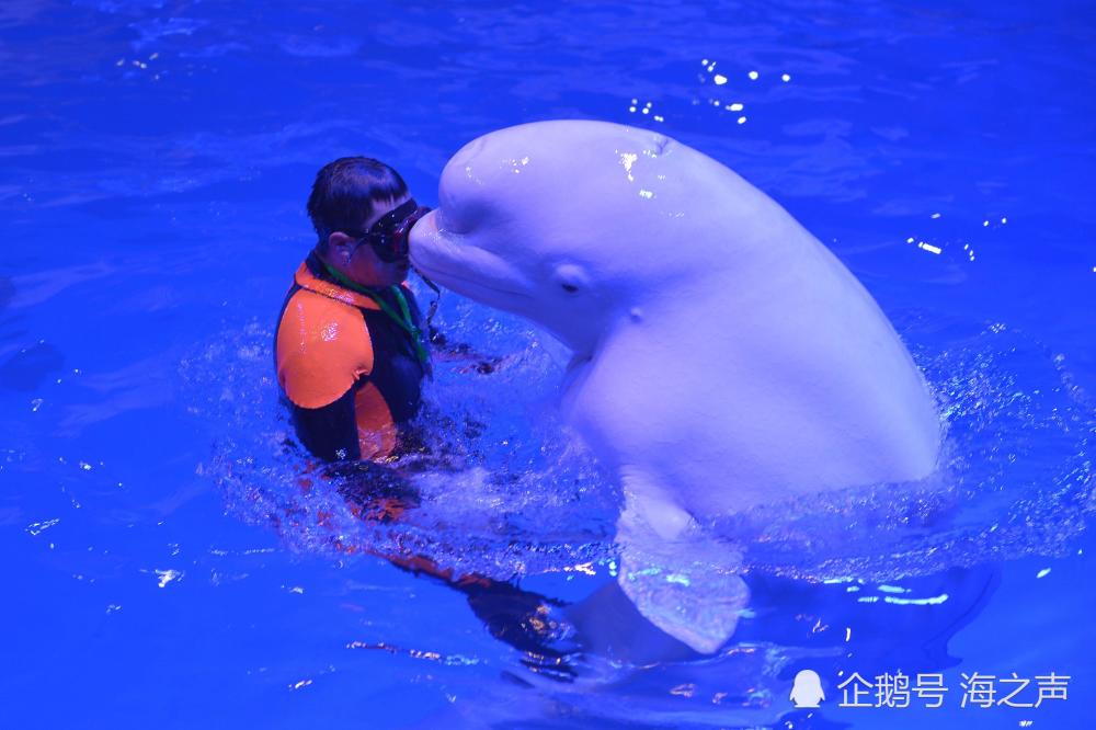 鏡頭下的海底動物太萌了 白鯨溫柔可愛