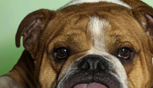 盘点《火影忍者》卡卡西的八忍犬都是什么狗?最后一只无人知晓!