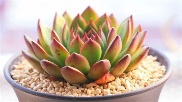 多肉多久浇一次水 多肉植物基础浇水指南 腾讯新闻