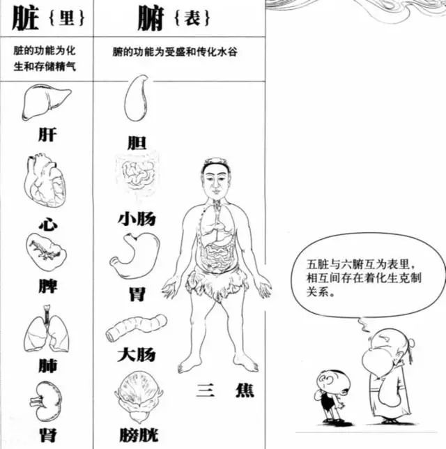 心象尖圆 形如莲花:中医学对人的五脏六腑是这样诠释的