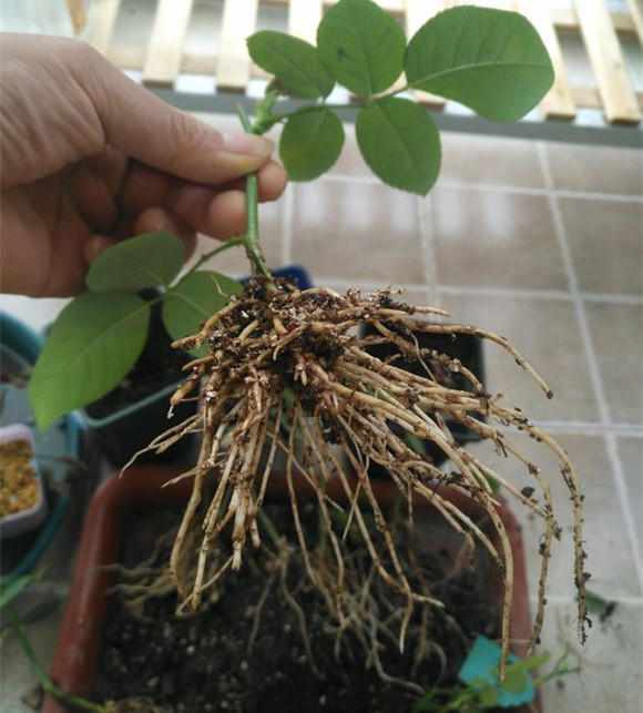 春天,扦插正当时,秀一秀月季的大白根