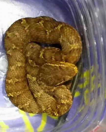 沈阳男子外出游玩捡到条毒蛇带回家专家建议直接放归山林