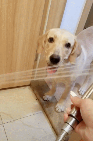 花洒一打开出水,狗狗立马咬上来,表情立马变扭曲