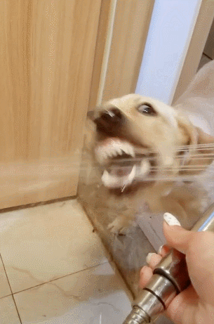 花洒一打开出水,狗狗立马咬上来,表情立马变扭曲