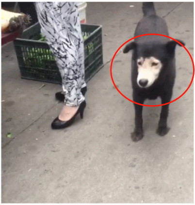 偶遇一只"忍者狗",一身黑却长了个黄脸,网友:出门忘戴口罩了