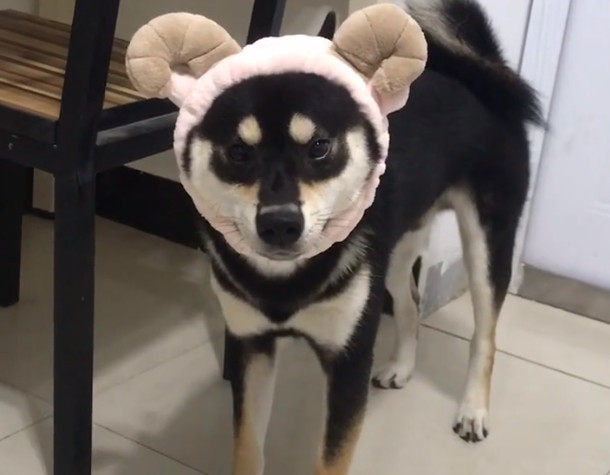 超えるパイピグマリオン柴犬帽子 Dot1101 Nagoya Jp