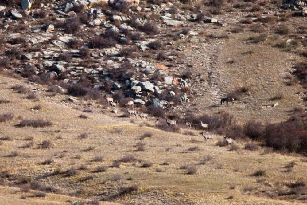 体型巨大的食草动物马鹿:是荒野的象征,如今已
