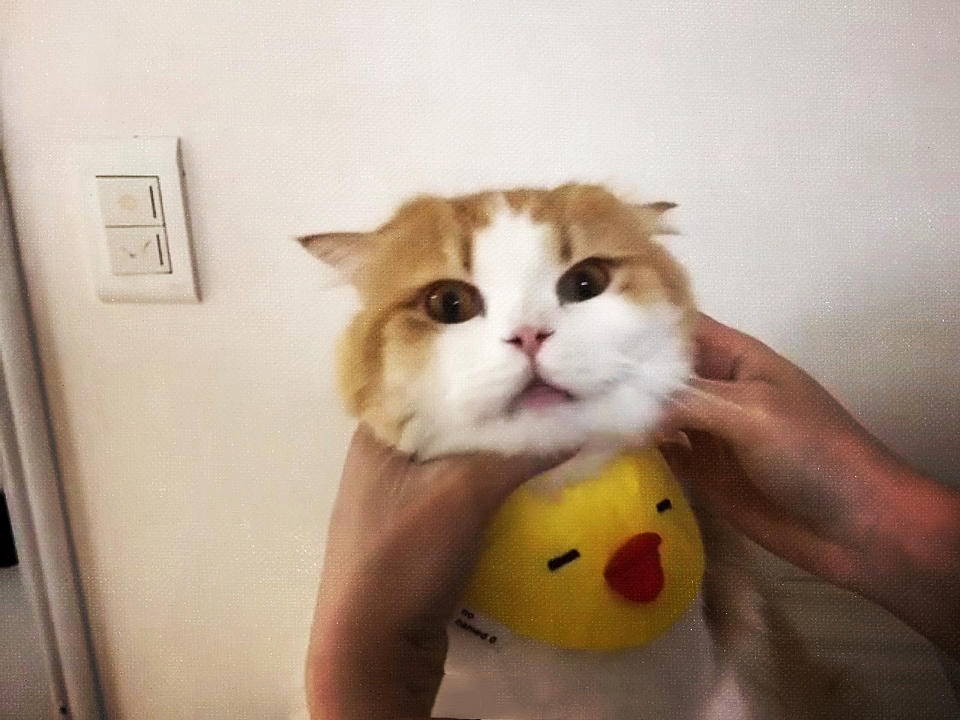 给猫咪喂药,一定要戳痛它的嗓子眼儿,知道是为