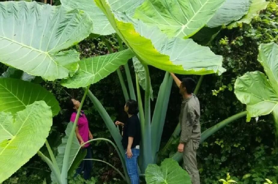 云南硕大野芋吮吸天地灵气枝繁叶茂比人还高