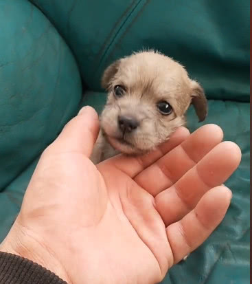 捡到一只巴掌大的小流浪狗,网友有些担心,不知道能不能养的活