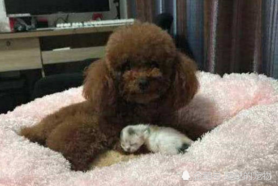 猫妈妈正在给宝宝喂奶,泰迪看后叼起一只就跑