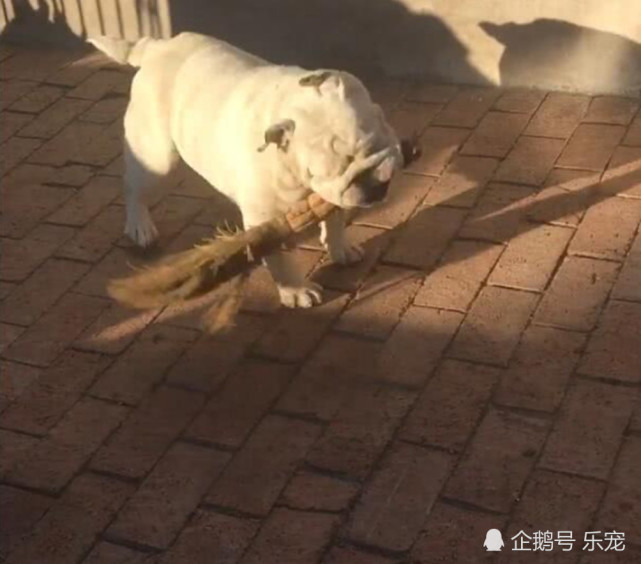 狗狗叼着扫把 一脸认真帮主人扫地 网友 看来调教的很好 法国斗牛犬