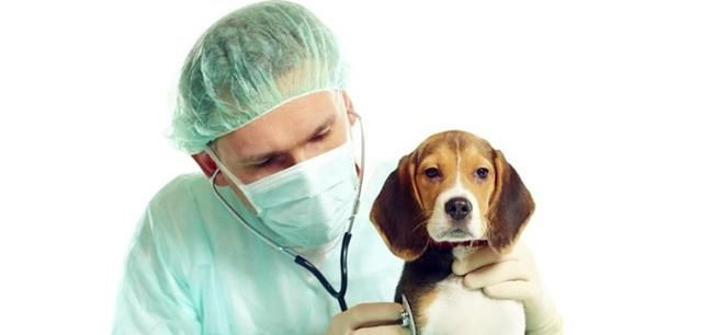 养宠必看：如何预防宠物心脏病及注意事项有哪些？