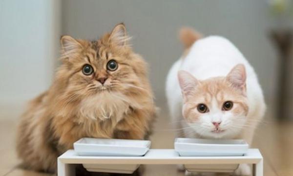 猫咪不爱吃猫粮怎么办,五种方法让您的猫咪爱