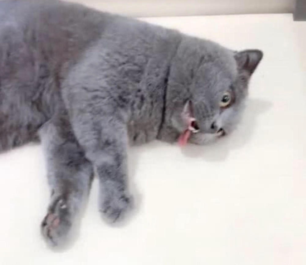 带猫做绝育后,一动不动的死了?主人吓哭,医生