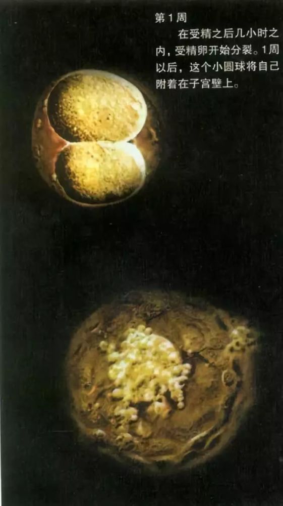 现代红外扫描拍摄胎儿发育过程印证《佛说入胎