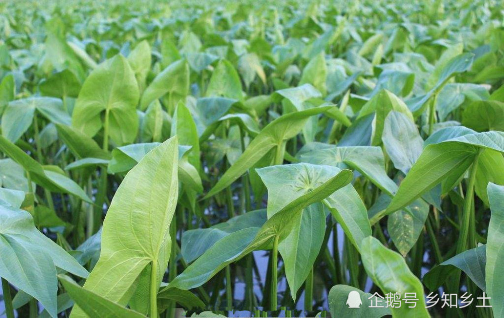 隐藏在水中的宝贝,像发芽的大蒜能润肺止咳,却